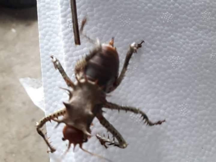 カメルーン産アーマード・クリケット / Cameroon Armoured Cricket(Cosmoderus femoralis)