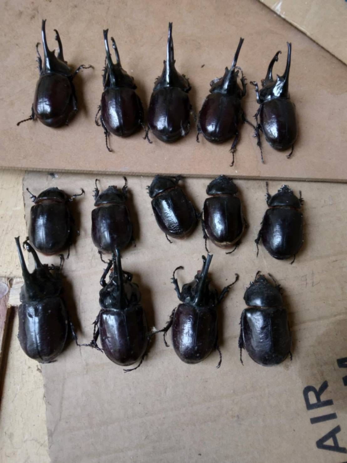 カメルーン産ケンタウルスオオカブト / Cameroon Centaurus Rhinoceros Beetle (Augosoma centaurus) (ペア)