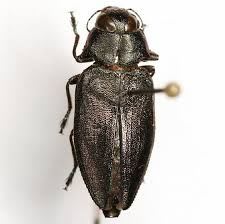 Jewel Beetle / タマムシ / Actenodes sp. (Guatemala)