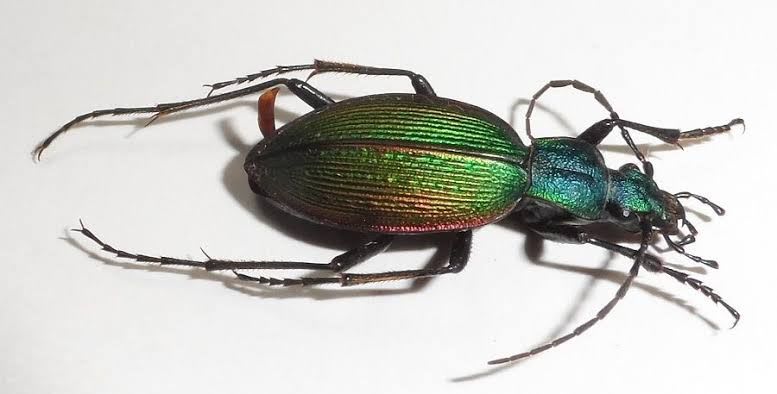 Rainbow Ground Beetle / オサムシ / Ceroglossus buquetti cherquencoensis