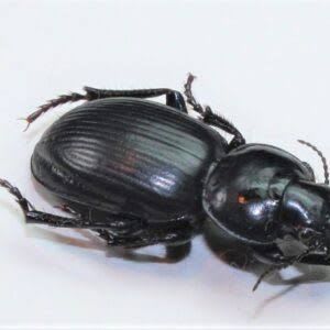 Ground Beetle / オサムシ / Cnemalobus striatipennis