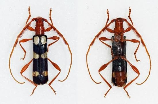 Longhorn Beetle / カミキリムシ / Achenoderus octomacullatus