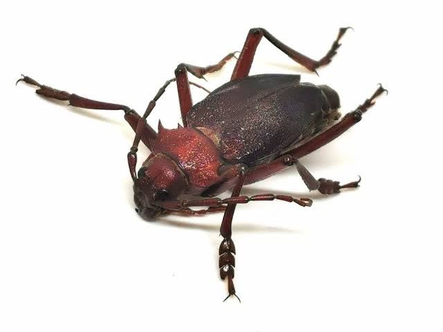 Longhorn Beetle / カミキリムシ / Apterocaulus heterogama germaini