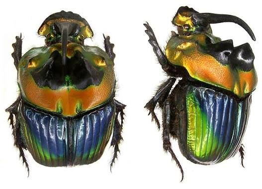 Rainbow Dung Beetle / フンコロガシ / Sulcophanaeus imperator imperator | Pair