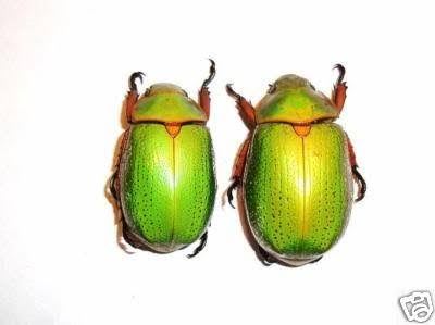 Jewel Scarab (Spectabilis) / コガネムシ・ジュエルビートル / Chrysina spectabilis | Pair