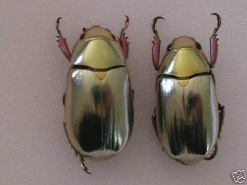 Jewel Scarab (Strasseni) / コガネムシ / Chrysina strasseni | Pair