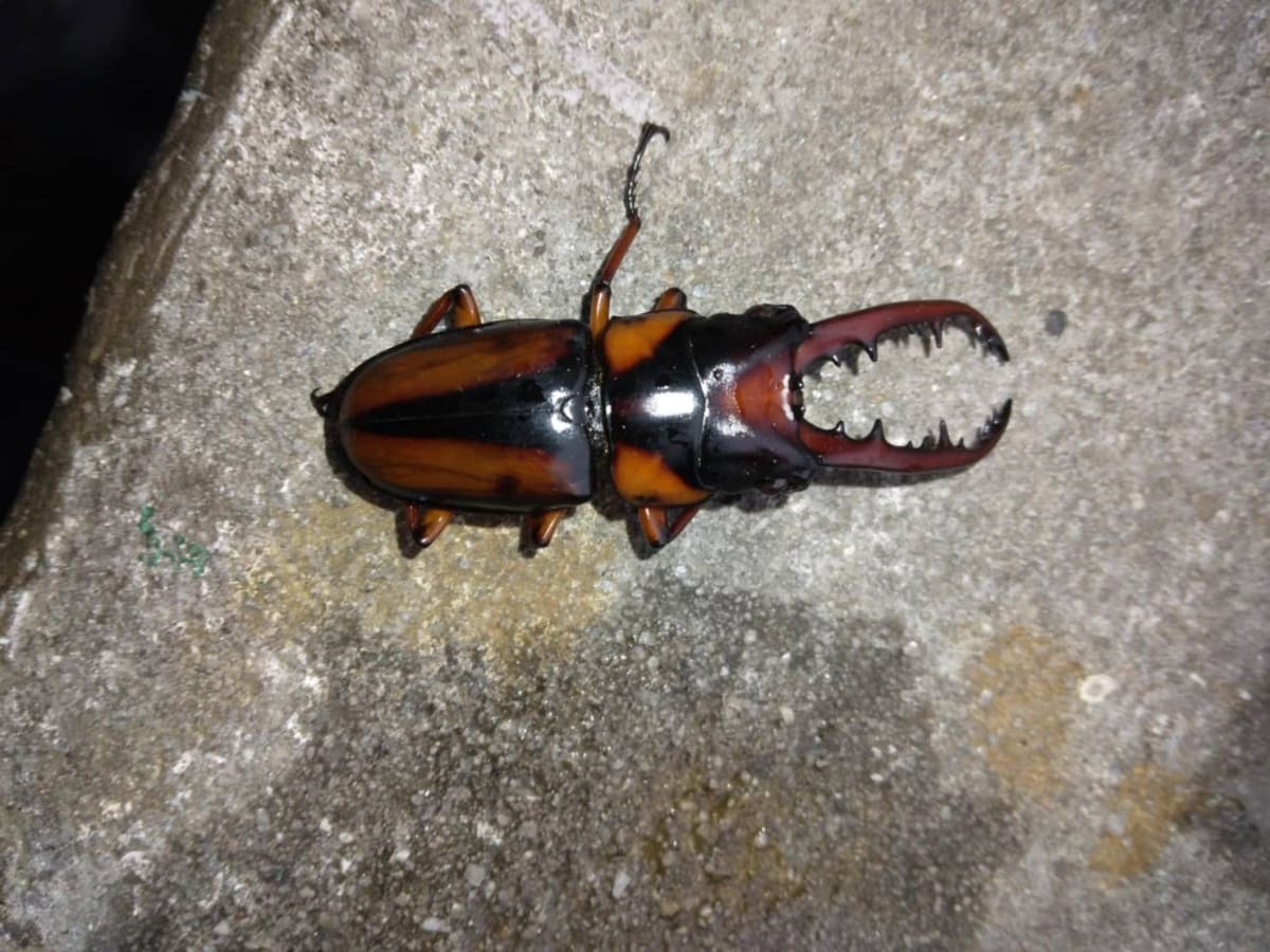 カメルーン産サバゲノコギリクワガタ / Prosopocoilus savagei(ペア)