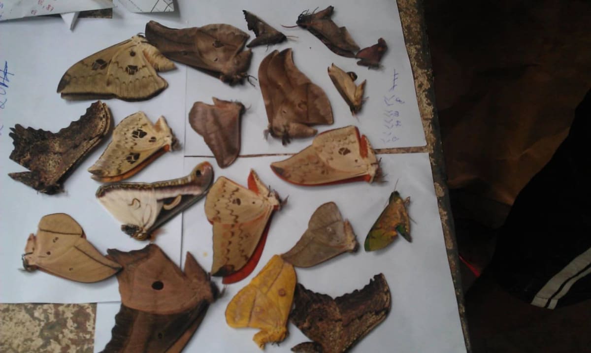 100 pc / Cameroon Saturniidae Moth Specimens