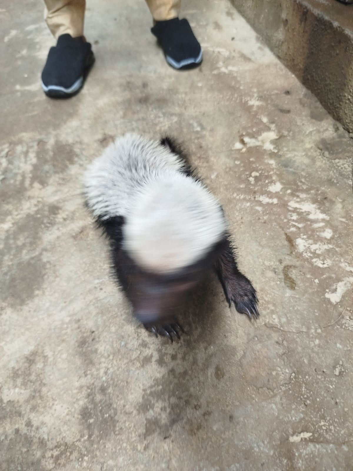 ラーテル / Honey Badger / Ratel (Mellivora capensis)