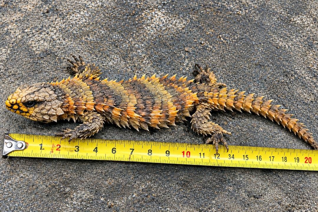 アルマジロトカゲ / Armadillo Girdled Lizard / Armadillo Lizard (Ouroborus cataphractus)