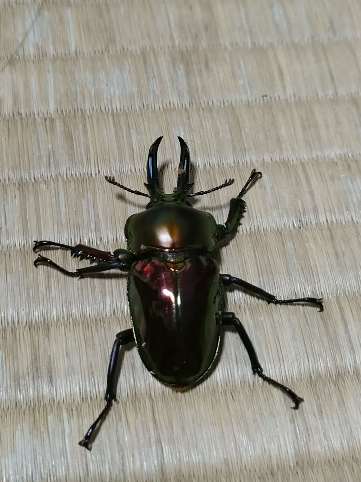 ニジイロクワガタ / Rainbow Stag Beetle (Phalacrognathus muelleri)