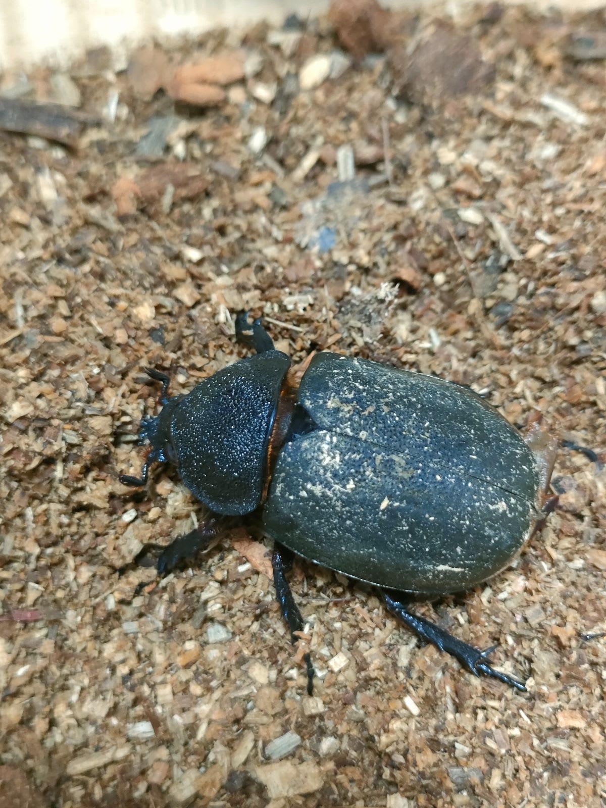 アトラスオオカブト/Chalcosoma atlas♀