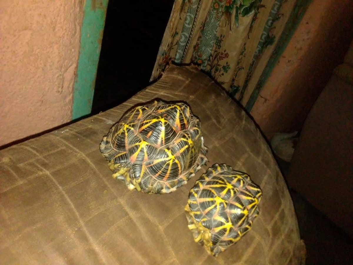 Verrox's Tent Tortoise / Bushmanland Tent Tortoise / キタテントヤブガメ(ベロキシテントヤブガメ) (Psammobates tentorius verroxii) (Pair)