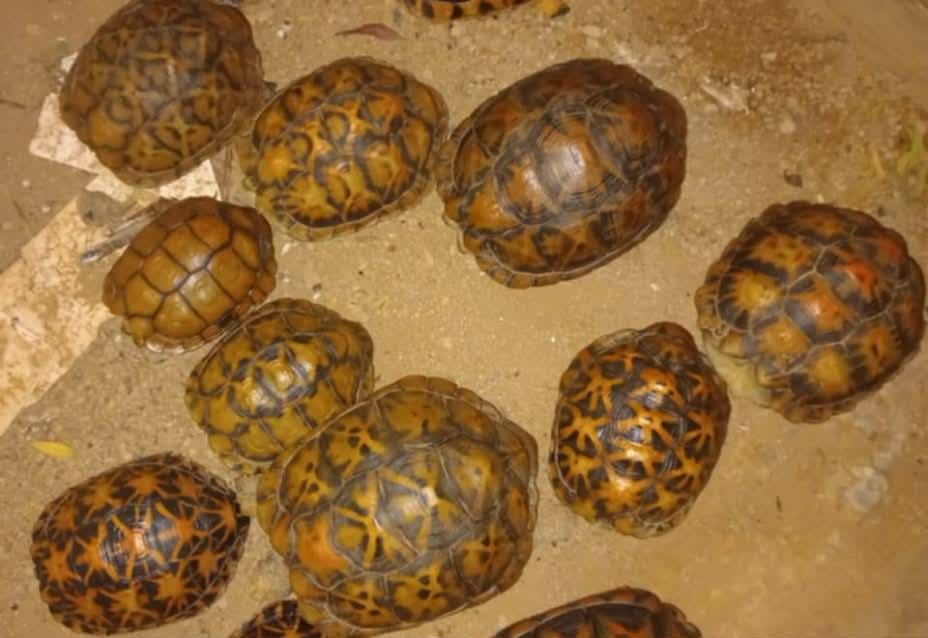 Geometric Tortoise / Geometric Cape Tortoise / ホシヤブガメ (Psammobates geometricus) (Pair)