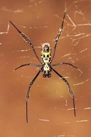 ブラックレッグドゴールデンオーブウェブスパイダー / Black-legged Golden Orb-Web Spider / Golden Orb-Weaver (Trichonephila fenestrata) (1 Live Spider)