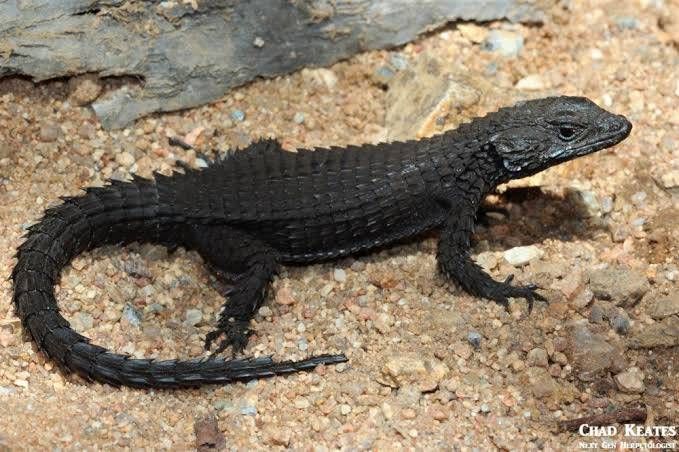 ピアースヨロイトカゲ / Peers' Girdled Lizard / Namazonurus peersi / Cordylus peersi(Pair)
