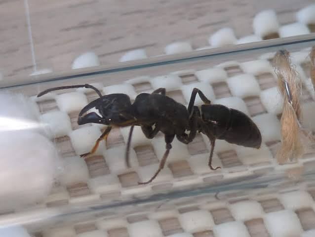 カメルーン産 アフリカン・スティンク・アント / African Stink Ant / Paltothyreus tarsatus|女王1匹+ワーカー10〜20匹