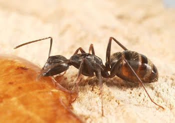 カメルーン産 ポリラキオイデスオオアリ / Polyrhachioides Carpenter Ant / Camponotus polyrhachioides|女王1匹+ワーカー10〜20匹