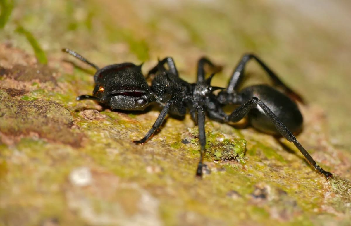 ペルー産 ジャイアントタートルアント / Common Giant Turtle Ant / Cephalotes atratus|女王1匹+ワーカー20匹