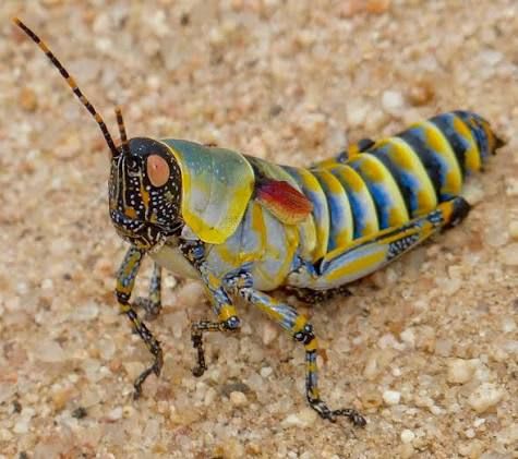 エレガントグラスホッパー(Elegant Grasshopper) Zonocerus elegans(1 Pair)