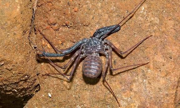 タンザニアバンデッドウデムシ / Tanzanian Banded Tailless Whip Scorpion / Damon variegatus