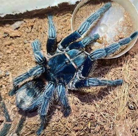 ペルー産コバルトレッドランプタランチュラ / Peruvian Cobalt Red Rump Tarantula / Thrixopelma cyaneolum