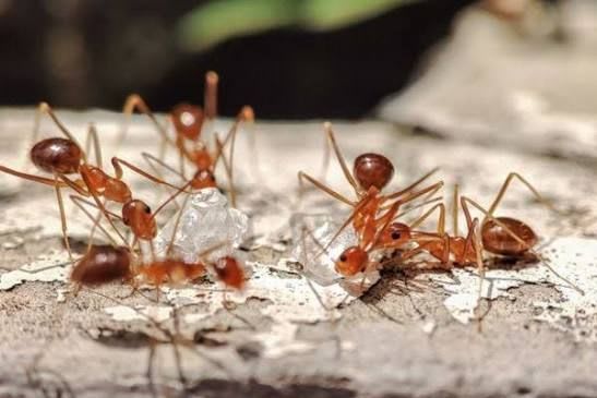 ペルー産 タウニー・クレイジーアント(Tawny Crazy Ant / Rasberry crazy ant)Nylanderia fulva 女王1匹+ワーカー20匹
