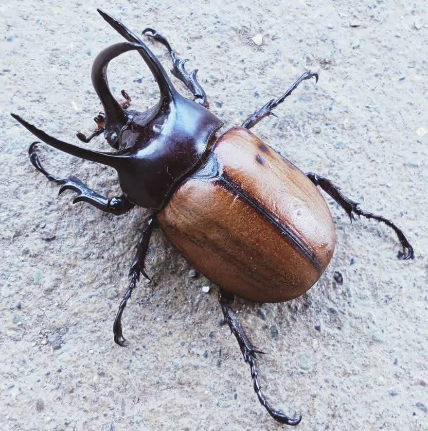 Three-horned Rhinoceros Beetle / サンボンヅノカブト(パプアサンボンヅノカブト) / Debeckius beccarii (Yapen Island, Indonesia)