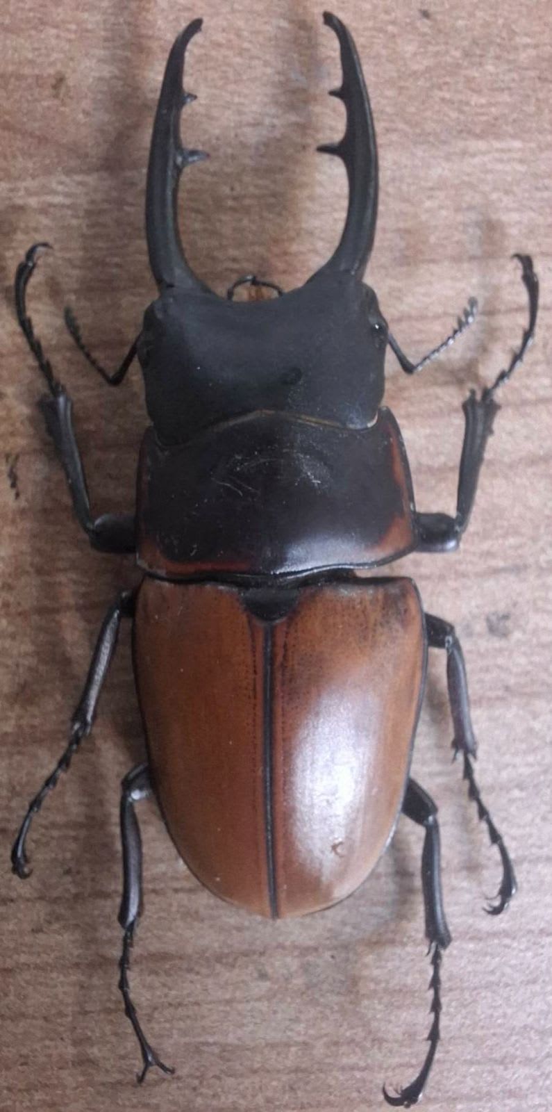 ラフェルトノコギリクワガタ(Prosopocoilus lafertei)|Bison Stag Beetle|Yapen Island, Indonesia