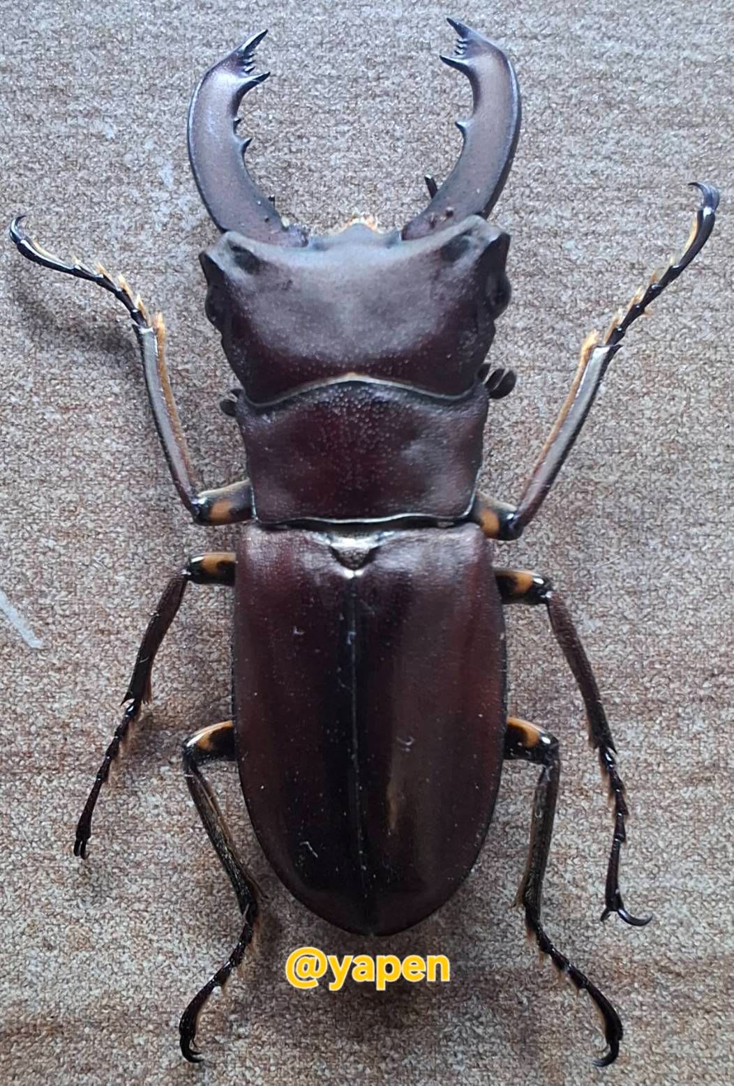 Papua Flat Stag Beetle / パプアヒラタクワガタ / Dorcus clark (Yapen Island, Indonesia)