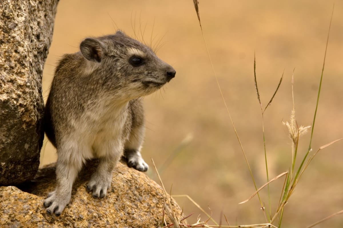 ケープハイラックス | Cape Hyrax | Rock Hyrax | Procavia capensis
