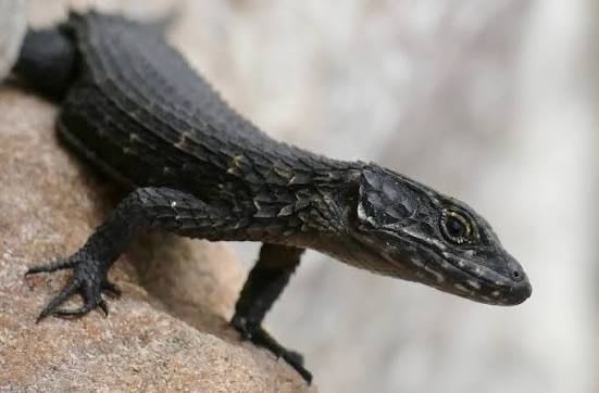 クロヨロイトカゲ / Black Girdled Lizard (Cordylus niger)