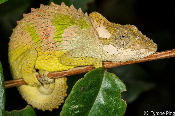トランスカイドワーフカメレオン / Transkei Dwarf Chameleon / Bradypodion caffer / Pondo Dwarf Chameleon
