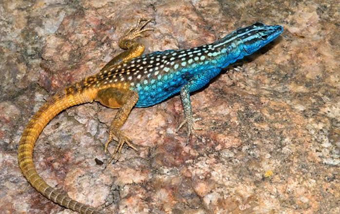 ケープフラットリザード / Cape Flat Lizard / Namaqua Flat Lizard(Platysaurus capensis)