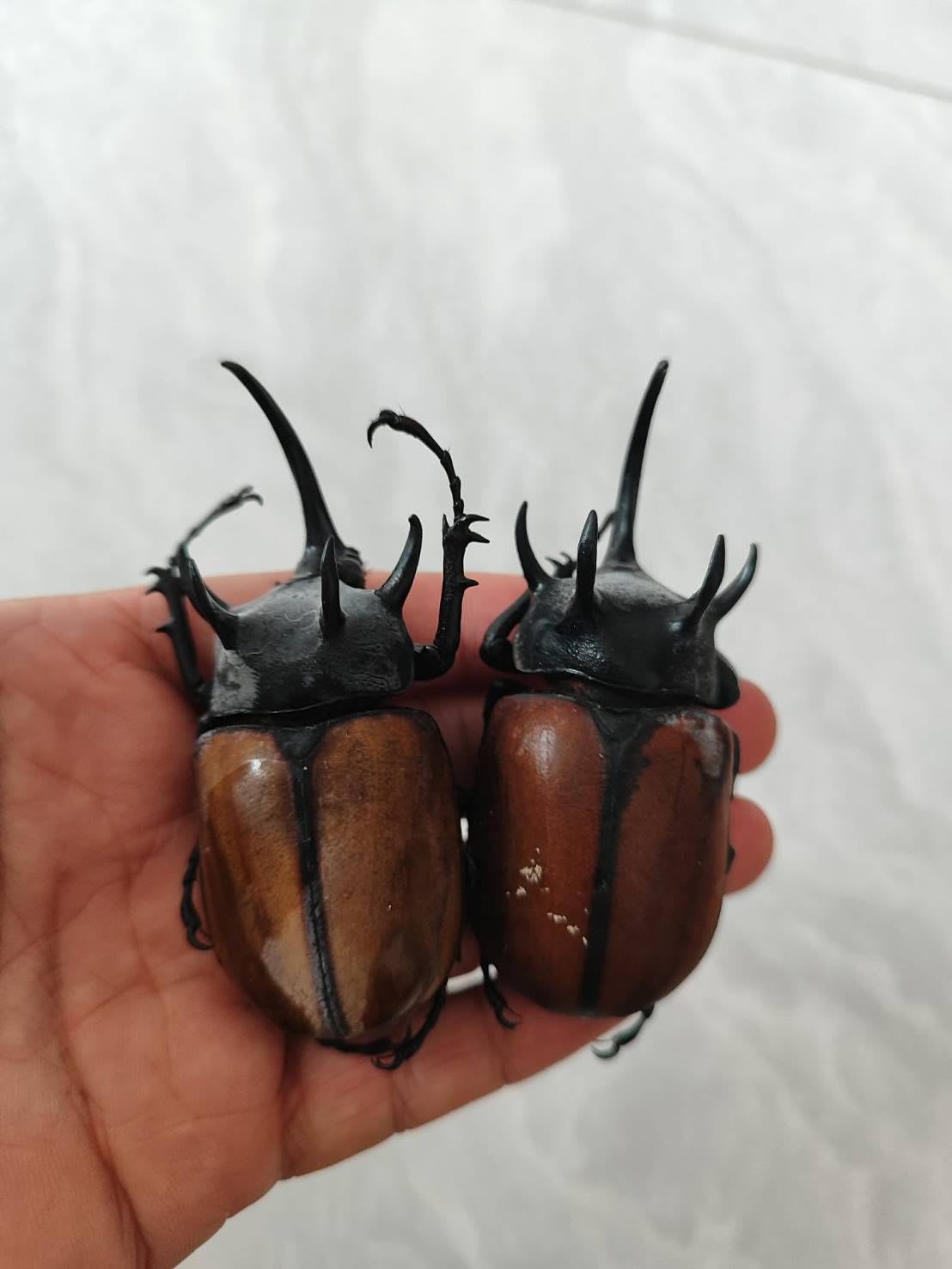 20-Piece Vietnamese Insect Specimen Selection