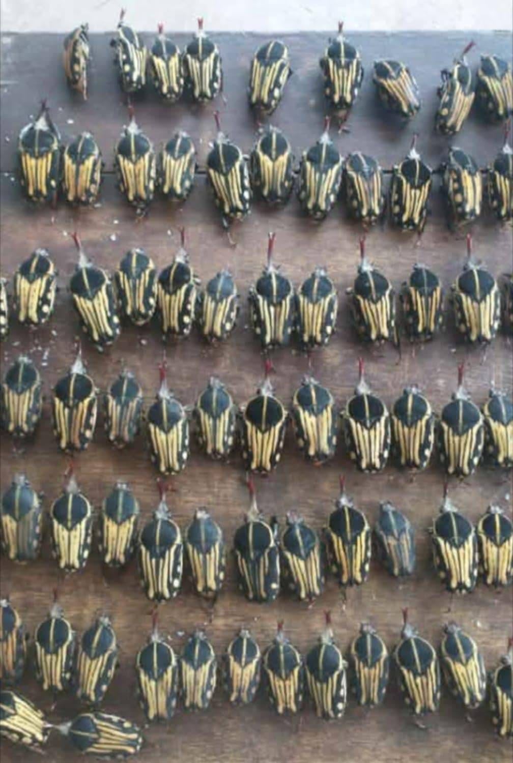 カメルーン産ミイロオオツノカナブン標本 / Cameroon Three-colored Goliath Beetle Specimens (Mecynorhina savagei) (76mmー)