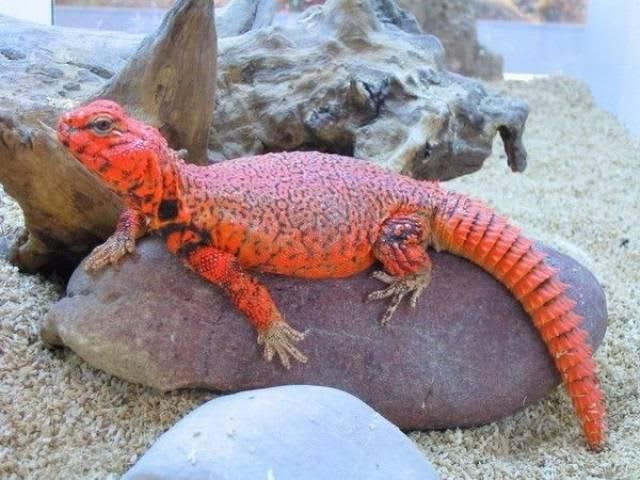 ゲイリートゲオアガマ / 20 Red Uromastyx geyri