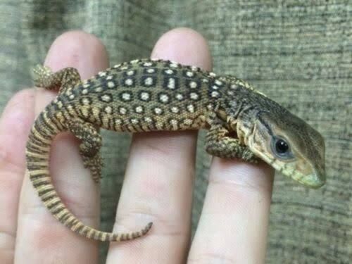 Bosc's Monitor (Baby) / サバンナオオトカゲ(幼体) / Varanus exanthematicus (10-Pack)