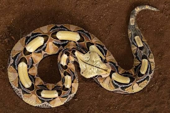 Gaboon Viper / ガボンアダー / Bitis gabonica