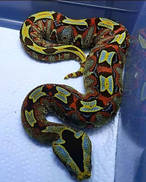 Rhinoceros Viper / サイノツノクサリヘビ / Bitis nasicornis