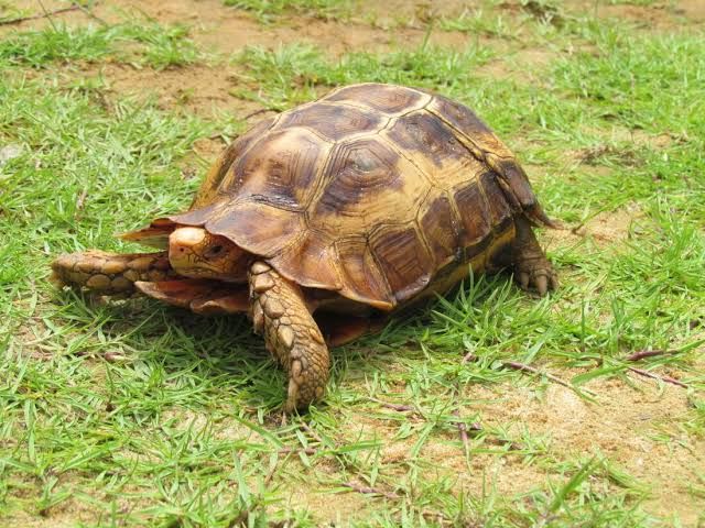 ホームセオレガメ / Home's Hinge-back Tortoise / Home's Hingeback Tortoise / Kinixys homeana