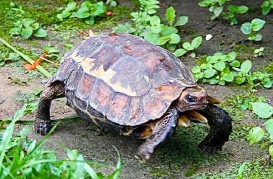 モリセオレガメ / Forest Hinge-back Tortoise / Serrated Hinge-back Tortoise / Kinixys erosa