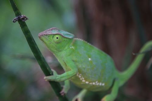 グラキリスカメレオン / 10 Graceful Chameleons / Gracile Chameleon (Chamaeleo gracilis)