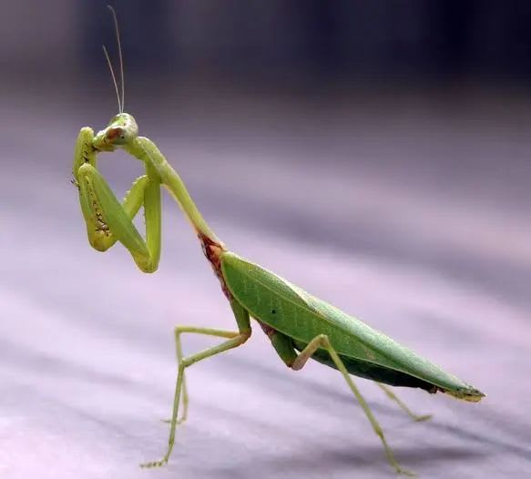 Mantis Religiosa / ヨーロッパカマキリ(Pair)