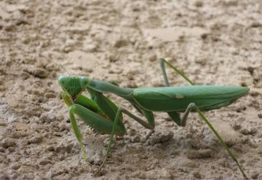 African Giant Mantis / アフリカカマキリ(Pair)