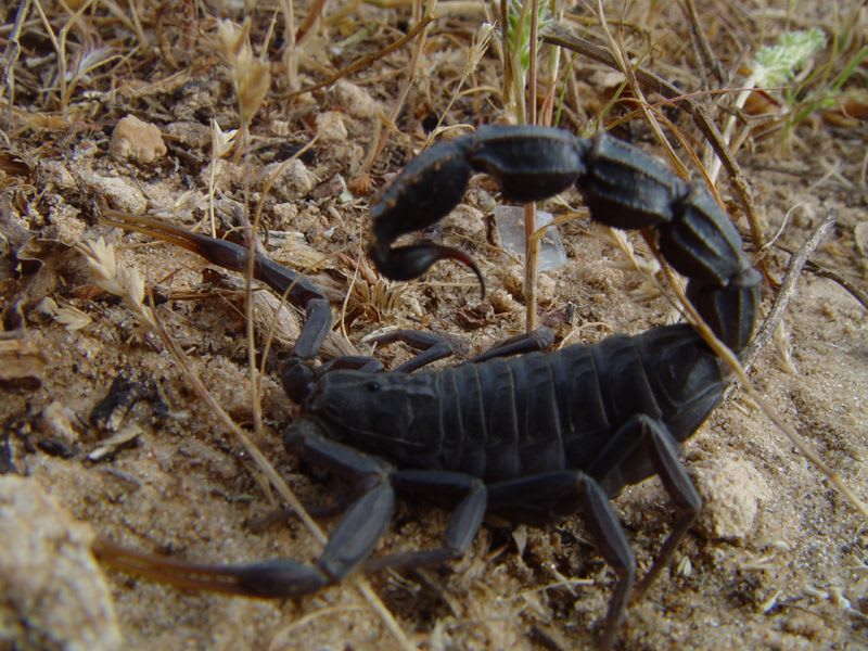 Black Fat-tailed Scorpion / ブラック・ファットテール・スコーピオン / Androctonus bicolor(Pair)