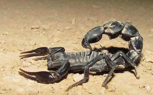 Arabian Black Fat-tailed Scorpion / アラビアンブラック・ファットテール・スコーピオン / Androctonus crassicauda(Pair)