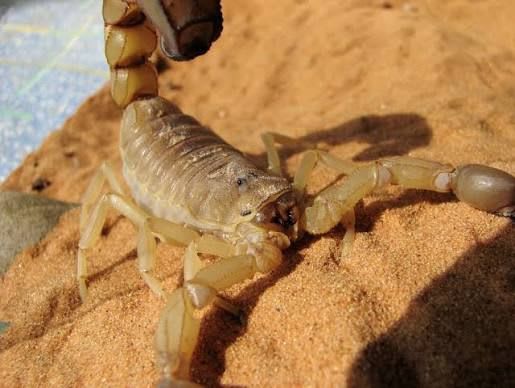 Egyptian Yellow Fat-tailed Scorpion / エジプト・イエローファットテール・スコーピオン / Androctonus amoreuxi(Pair)