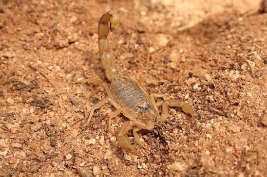 Common Yellow Scorpion / コモン・イエロー・スコーピオン（ヨーロッパイエロースコーピオン） / Buthus occitanus(Pair)