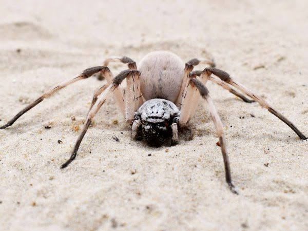 Egyptian Huntsman Spider / エジプト・ハンツマンスパイダー / Cerbalus negebensis(Pair)